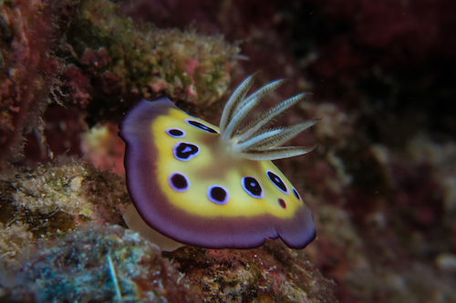 Nudibranches